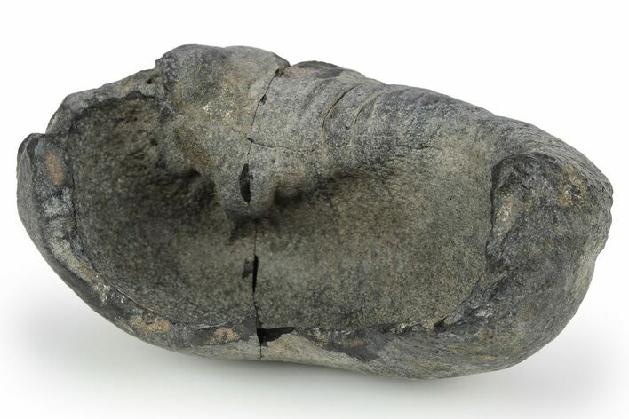 Fossil Whale Ear Bone - South Carolina #251759